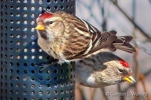 Two Redpolls_P1030042.jpg - Common Redpoll (Carduelis flammea) photographed at Ottawa, Ontario, Canada.